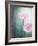 Gerbera, Flowers, Blossoms, Pink, Still Life-Axel Killian-Framed Photographic Print