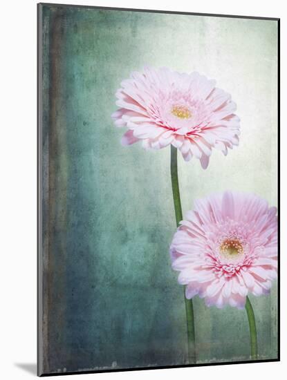 Gerbera, Flowers, Blossoms, Pink, Still Life-Axel Killian-Mounted Photographic Print