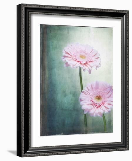 Gerbera, Flowers, Blossoms, Pink, Still Life-Axel Killian-Framed Photographic Print