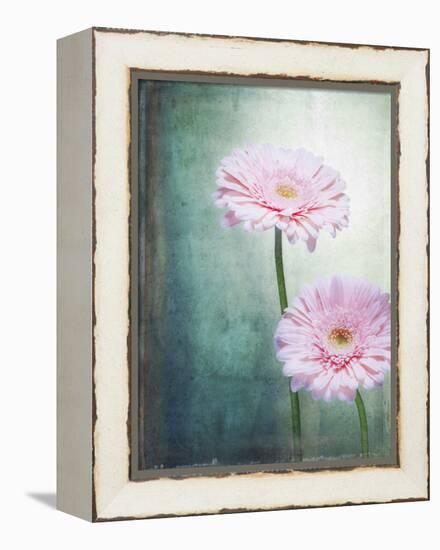 Gerbera, Flowers, Blossoms, Pink, Still Life-Axel Killian-Framed Premier Image Canvas