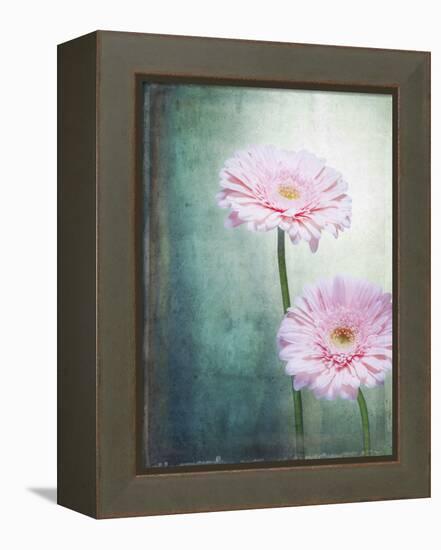 Gerbera, Flowers, Blossoms, Pink, Still Life-Axel Killian-Framed Premier Image Canvas