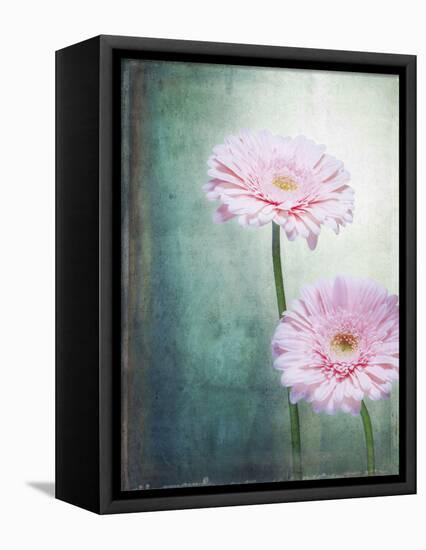 Gerbera, Flowers, Blossoms, Pink, Still Life-Axel Killian-Framed Premier Image Canvas