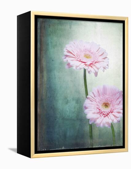 Gerbera, Flowers, Blossoms, Pink, Still Life-Axel Killian-Framed Premier Image Canvas