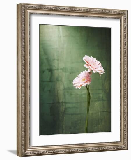 Gerbera, Flowers, Blossoms, Pink, Still Life-Axel Killian-Framed Photographic Print