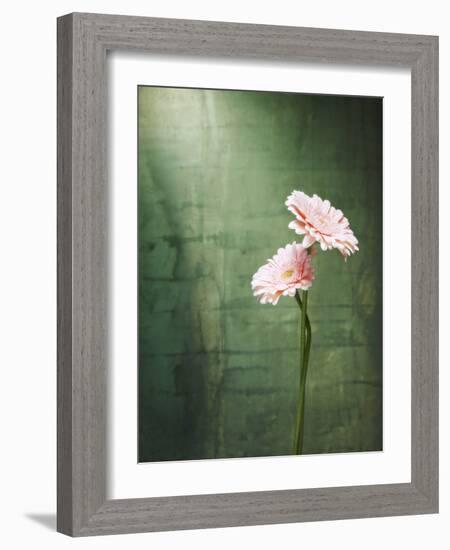 Gerbera, Flowers, Blossoms, Pink, Still Life-Axel Killian-Framed Photographic Print