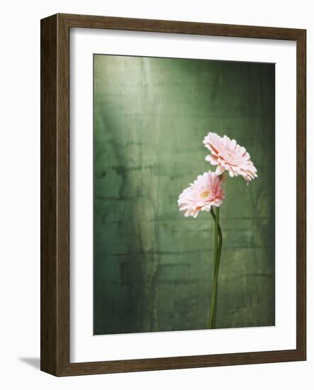 Gerbera, Flowers, Blossoms, Pink, Still Life-Axel Killian-Framed Photographic Print