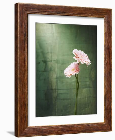 Gerbera, Flowers, Blossoms, Pink, Still Life-Axel Killian-Framed Photographic Print