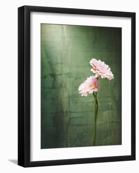 Gerbera, Flowers, Blossoms, Pink, Still Life-Axel Killian-Framed Photographic Print