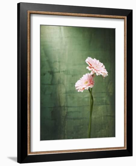 Gerbera, Flowers, Blossoms, Pink, Still Life-Axel Killian-Framed Photographic Print