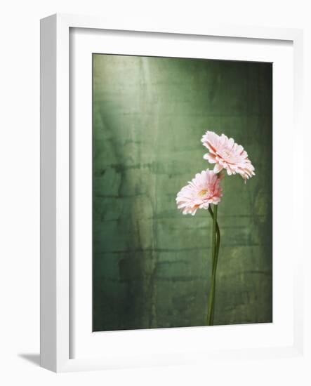 Gerbera, Flowers, Blossoms, Pink, Still Life-Axel Killian-Framed Photographic Print