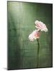 Gerbera, Flowers, Blossoms, Pink, Still Life-Axel Killian-Mounted Photographic Print