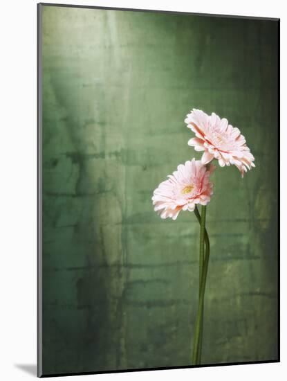 Gerbera, Flowers, Blossoms, Pink, Still Life-Axel Killian-Mounted Photographic Print