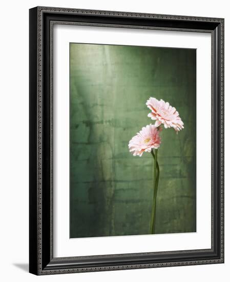 Gerbera, Flowers, Blossoms, Pink, Still Life-Axel Killian-Framed Photographic Print