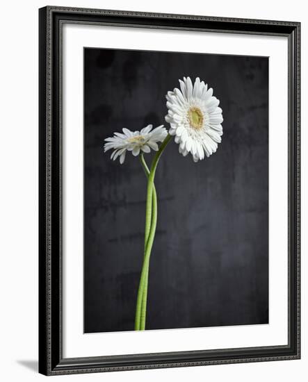 Gerbera, Flowers, Blossoms, White, Still Life-Axel Killian-Framed Photographic Print