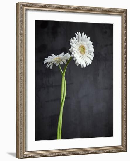 Gerbera, Flowers, Blossoms, White, Still Life-Axel Killian-Framed Photographic Print