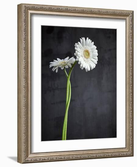 Gerbera, Flowers, Blossoms, White, Still Life-Axel Killian-Framed Photographic Print