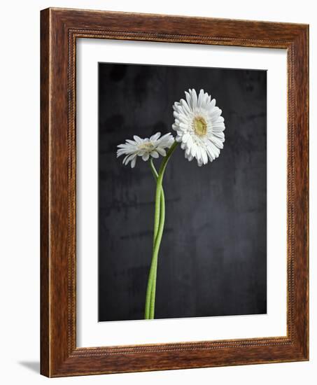 Gerbera, Flowers, Blossoms, White, Still Life-Axel Killian-Framed Photographic Print