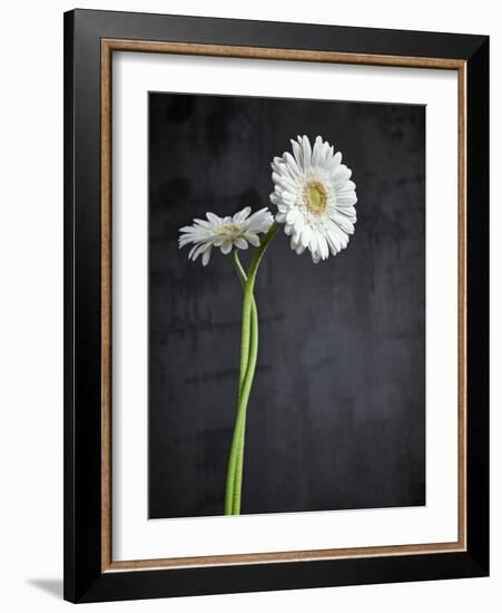 Gerbera, Flowers, Blossoms, White, Still Life-Axel Killian-Framed Photographic Print