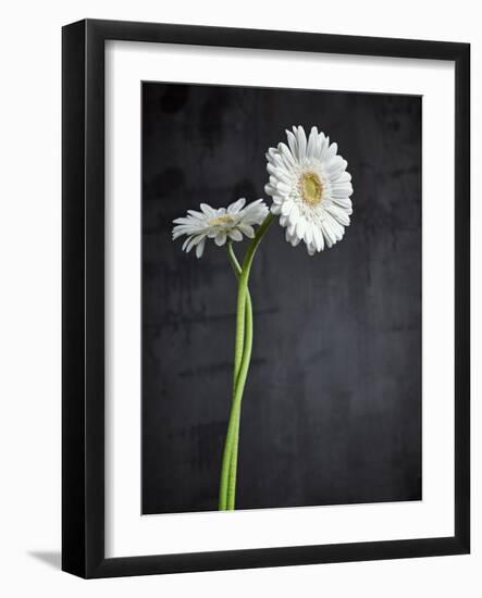 Gerbera, Flowers, Blossoms, White, Still Life-Axel Killian-Framed Photographic Print