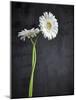 Gerbera, Flowers, Blossoms, White, Still Life-Axel Killian-Mounted Photographic Print
