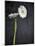 Gerbera, Flowers, Blossoms, White, Still Life-Axel Killian-Mounted Photographic Print