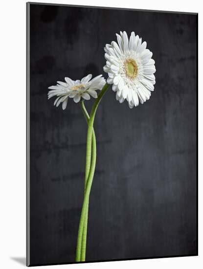 Gerbera, Flowers, Blossoms, White, Still Life-Axel Killian-Mounted Photographic Print