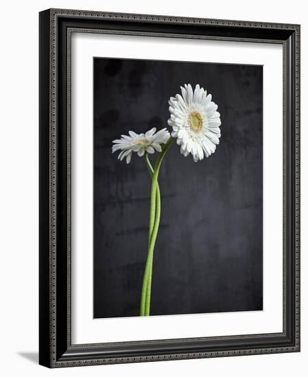 Gerbera, Flowers, Blossoms, White, Still Life-Axel Killian-Framed Photographic Print