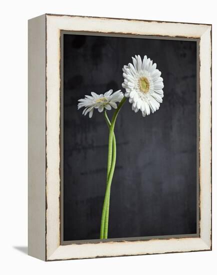 Gerbera, Flowers, Blossoms, White, Still Life-Axel Killian-Framed Premier Image Canvas