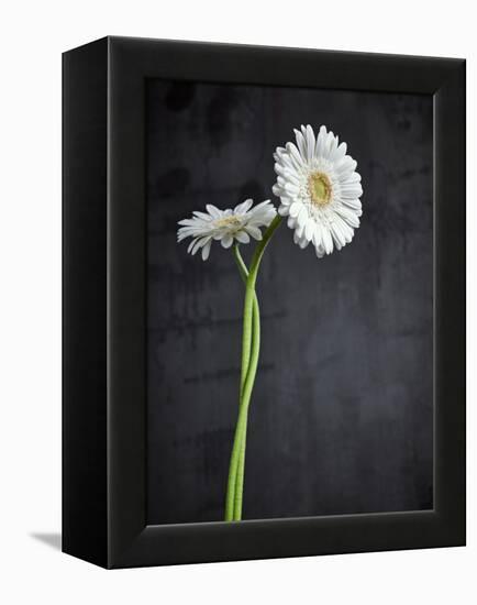 Gerbera, Flowers, Blossoms, White, Still Life-Axel Killian-Framed Premier Image Canvas