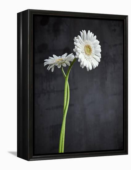 Gerbera, Flowers, Blossoms, White, Still Life-Axel Killian-Framed Premier Image Canvas