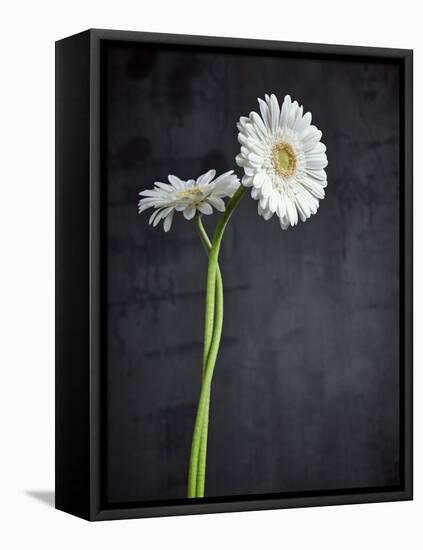 Gerbera, Flowers, Blossoms, White, Still Life-Axel Killian-Framed Premier Image Canvas