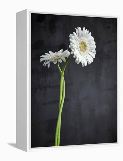Gerbera, Flowers, Blossoms, White, Still Life-Axel Killian-Framed Premier Image Canvas