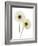 Gerbera Flowers (Gerbera Sp.)-Gavin Kingcome-Framed Photographic Print