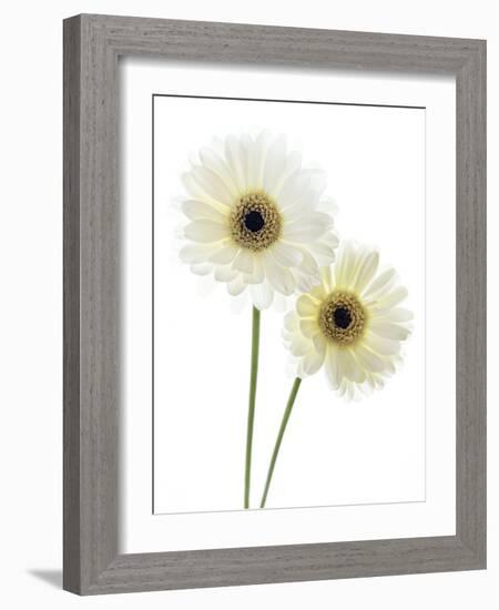 Gerbera Flowers (Gerbera Sp.)-Gavin Kingcome-Framed Photographic Print