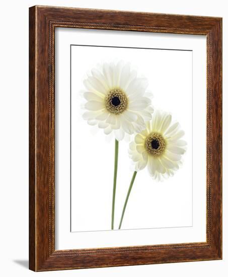 Gerbera Flowers (Gerbera Sp.)-Gavin Kingcome-Framed Photographic Print