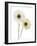 Gerbera Flowers (Gerbera Sp.)-Gavin Kingcome-Framed Photographic Print