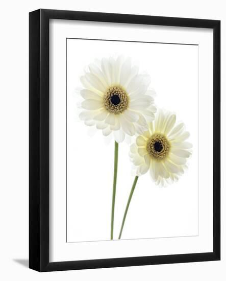 Gerbera Flowers (Gerbera Sp.)-Gavin Kingcome-Framed Photographic Print