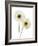 Gerbera Flowers (Gerbera Sp.)-Gavin Kingcome-Framed Photographic Print