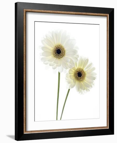 Gerbera Flowers (Gerbera Sp.)-Gavin Kingcome-Framed Photographic Print