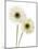 Gerbera Flowers (Gerbera Sp.)-Gavin Kingcome-Mounted Photographic Print