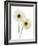 Gerbera Flowers (Gerbera Sp.)-Gavin Kingcome-Framed Photographic Print