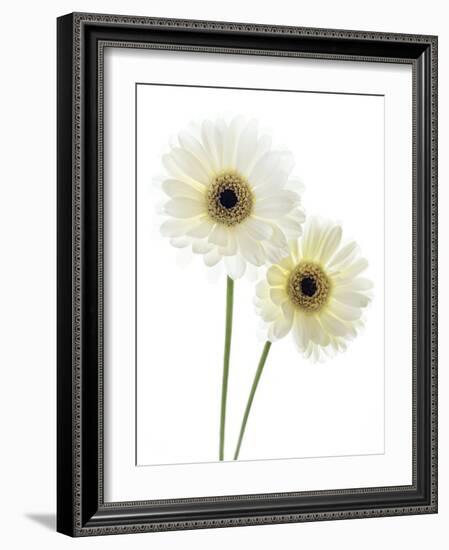 Gerbera Flowers (Gerbera Sp.)-Gavin Kingcome-Framed Photographic Print