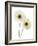 Gerbera Flowers (Gerbera Sp.)-Gavin Kingcome-Framed Photographic Print