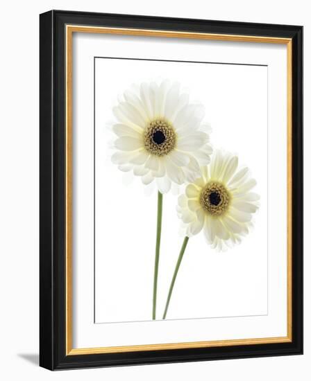 Gerbera Flowers (Gerbera Sp.)-Gavin Kingcome-Framed Photographic Print