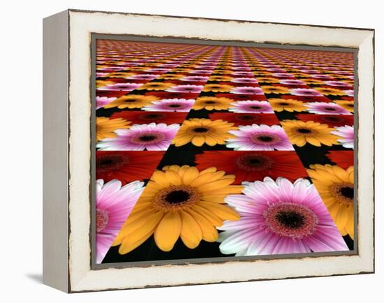 Gerbera Flowers Multiplied in Tiles-Winfred Evers-Framed Premier Image Canvas