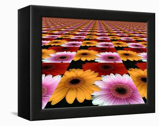 Gerbera Flowers Multiplied in Tiles-Winfred Evers-Framed Premier Image Canvas