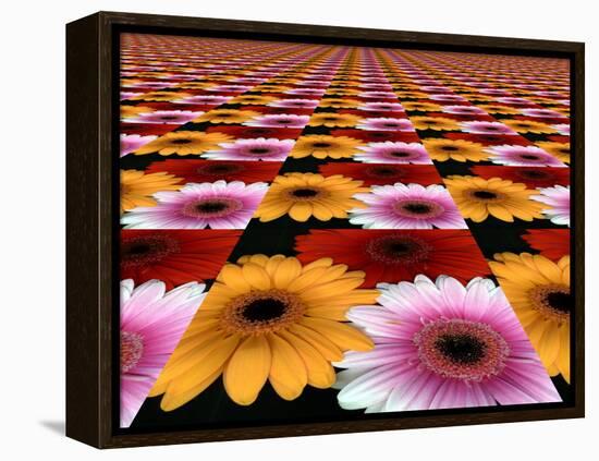 Gerbera Flowers Multiplied in Tiles-Winfred Evers-Framed Premier Image Canvas