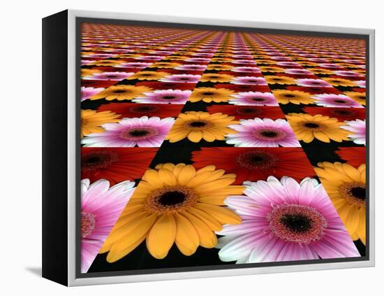 Gerbera Flowers Multiplied in Tiles-Winfred Evers-Framed Premier Image Canvas