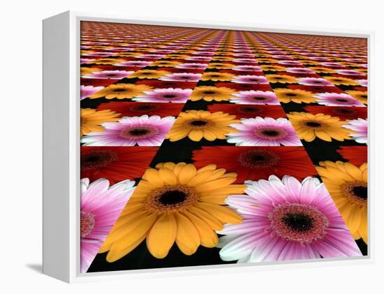 Gerbera Flowers Multiplied in Tiles-Winfred Evers-Framed Premier Image Canvas