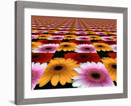 Gerbera Flowers Multiplied in Tiles-Winfred Evers-Framed Photographic Print